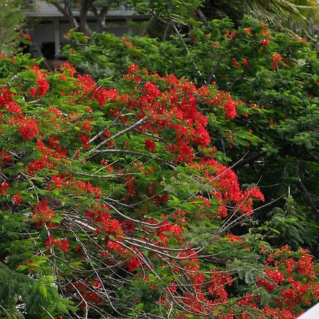 Fraicheur Des Caraibes Lägenhet Marigot  Exteriör bild