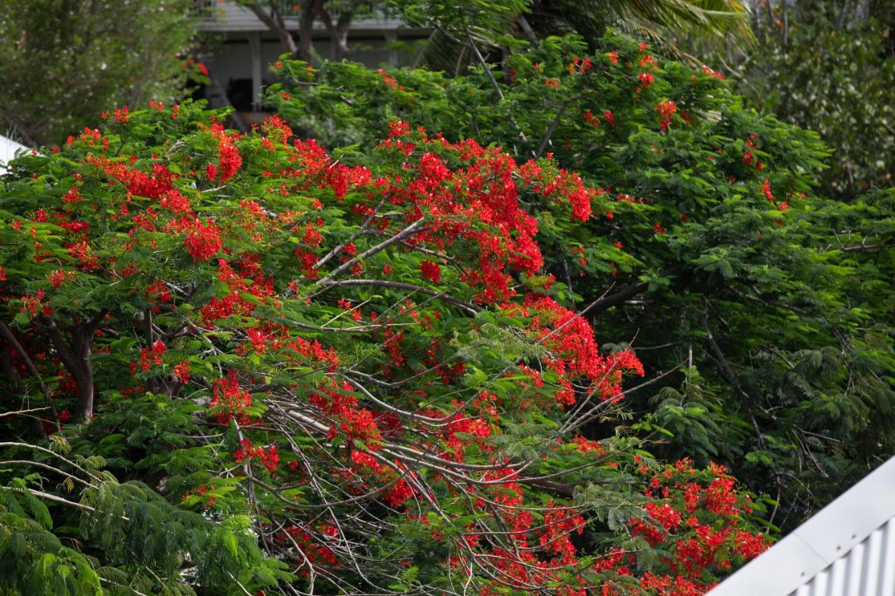 Fraicheur Des Caraibes Lägenhet Marigot  Exteriör bild